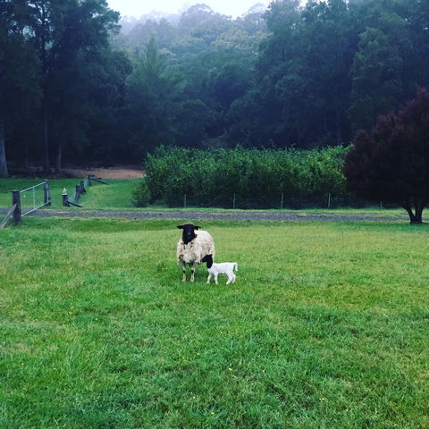 Goat Hill Farm - Click Find 0