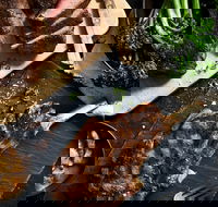 Outback Steakhouse Wollongong - DBD