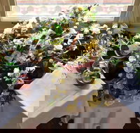 Momani's - Bridge Guide