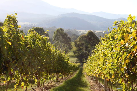 Pizzini Wines King Valley - Bridge Guide 2