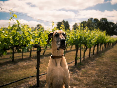 Oakvale Wines - Click Find 2