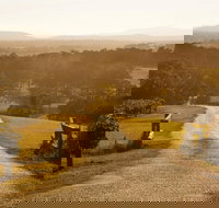 Petersons Wines - Click Find