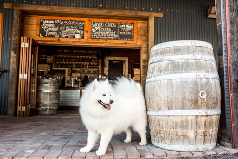 Smiling Samoyed Brewery - Click Find 0