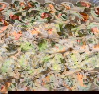 Maffra's Cafe - Bet 4u