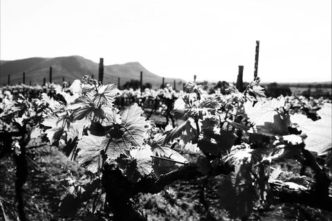 Ballabourneen Wine Co - Click Find 0