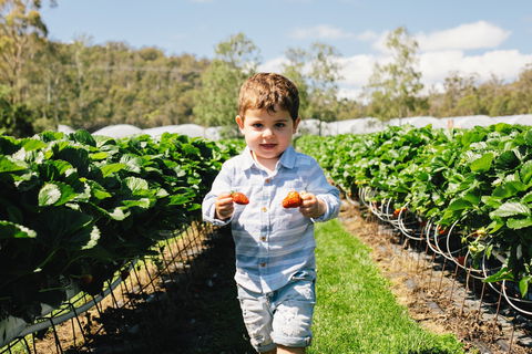 Hillwood Berries Farmgate & Pick Your Own - Click Find 0