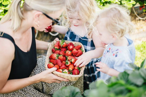 Hillwood Berries Farmgate & Pick Your Own - Click Find 2