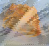 Promenade Fish Supply - Click Find