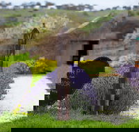 Hart of the Barossa - Click Find