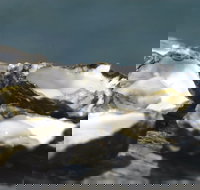 Jim Wild's Oyster Service - Bowls Clubs