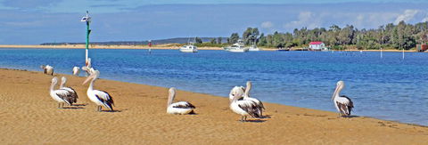 Pelican Motor Inn - Click Find 29
