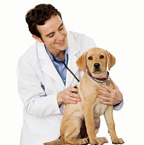 HIGHLANDS VETERINARY GROUP - DBD 1
