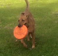 Newcastle K9 Centre - Click Find
