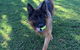 Newcastle K9 Centre - thumb 2
