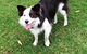 Newcastle K9 Centre - thumb 4
