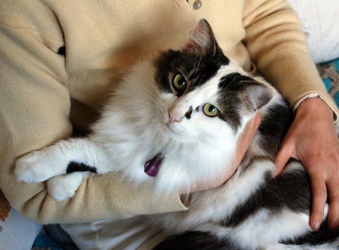 Pet Buddy - Click Find 0