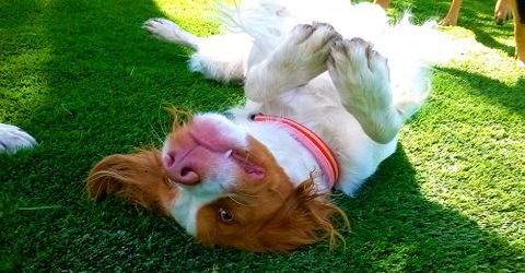 Pet Buddy - Click Find 1