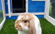 Pet Buddy - thumb 2