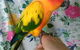 Pet Buddy - thumb 3