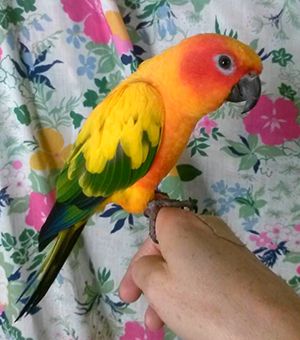 Pet Buddy - Click Find 3