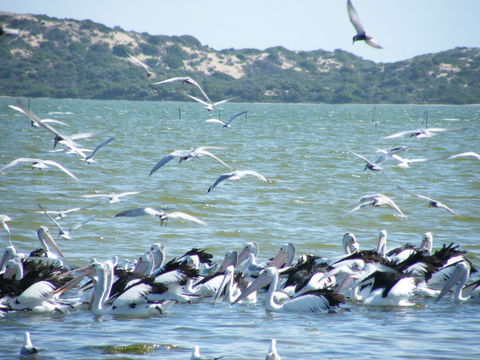 Coorong Waterfront Retreat - Click Find 25
