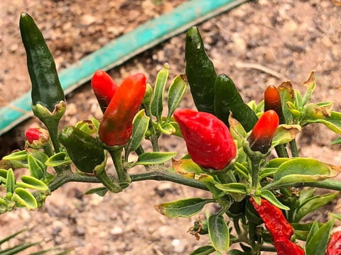 Aussie Opal Diggers Outback Retreat-Undergound - Bet 4u 25