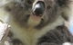 Lazy Days Bed &Breakfast Cottage - Victor Harbor - thumb 10