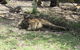 Lazy Days Bed &Breakfast Cottage - Victor Harbor - thumb 11