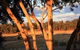 Hotham Ridge Winery And Cottages - thumb 30