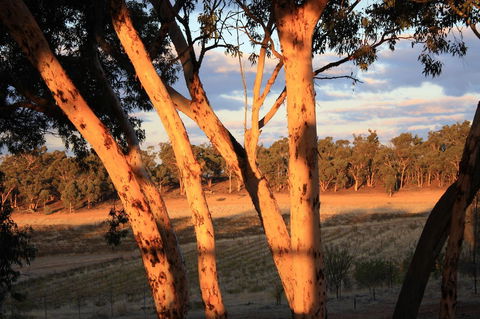Hotham Ridge Winery And Cottages - DBD 30