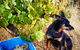 Hotham Ridge Winery And Cottages - thumb 33