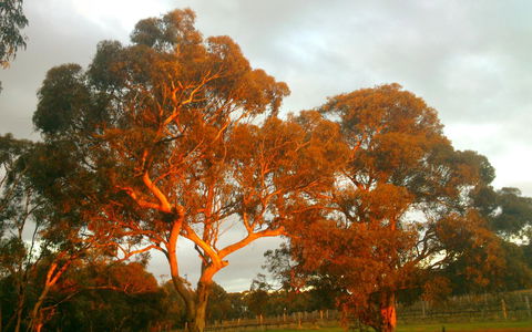 Hotham Ridge Winery And Cottages - DBD 35