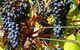 Hotham Ridge Winery And Cottages - thumb 32