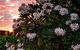 Mantra Frangipani Broome - thumb 35