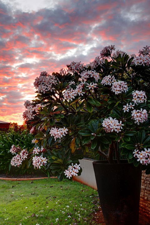 Mantra Frangipani Broome - Bet 4u 35