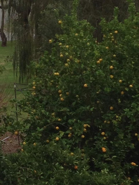 Bright & Beautiful Home On The Hills! - Bet 4u 34