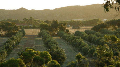 Bentwood Olive Grove Accommodation - DBD 20
