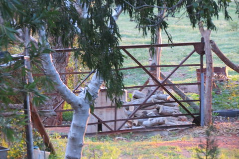 Bentwood Olive Grove Accommodation - DBD 25