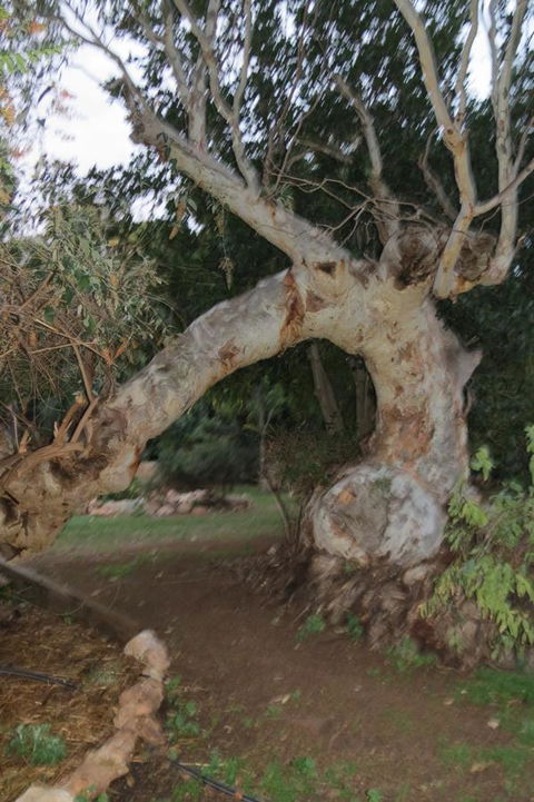 Bentwood Olive Grove Accommodation - DBD 22