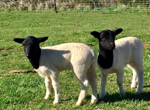 Manna Hill Farm - Click Find 2