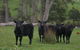 Platypus Park Country Retreat - thumb 25