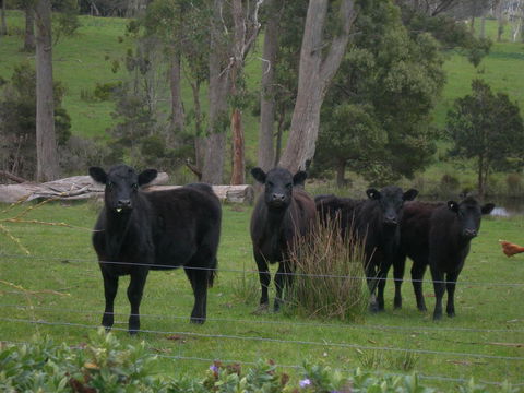 Platypus Park Country Retreat - Click Find 25