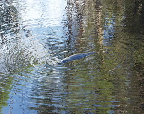 Platypus Park Country Retreat - Click Find 32