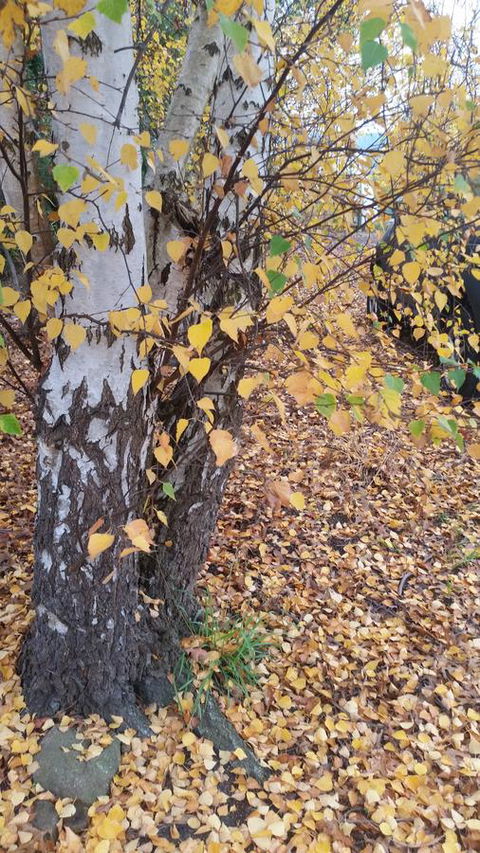 Birch Lane - Click Find 43