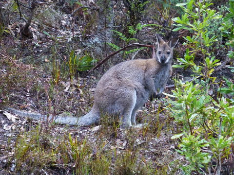 Eagles Rise Tasmania - Click Find 11