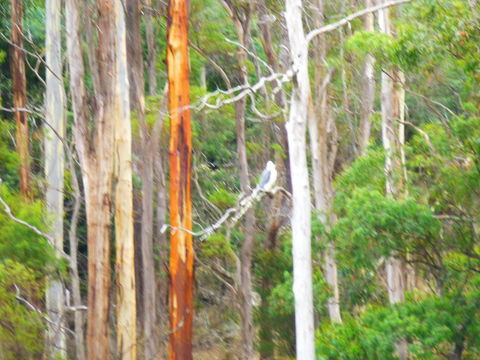 Quamby Pines Chalet - Click Find 11