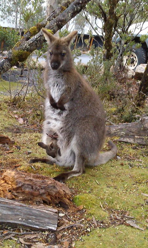 Cradle Mountain Wilderness Village - Click Find 33