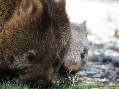 Cradle Mountain Highlanders - Click Find 9