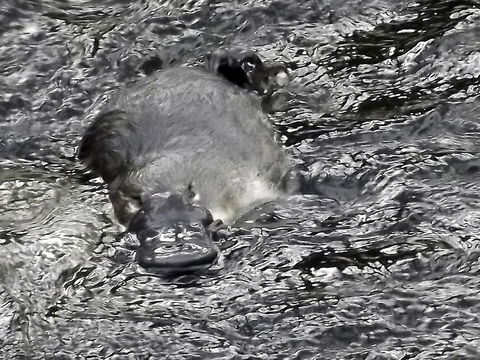 Platypus Playground Riverside Cottage - Click Find 23