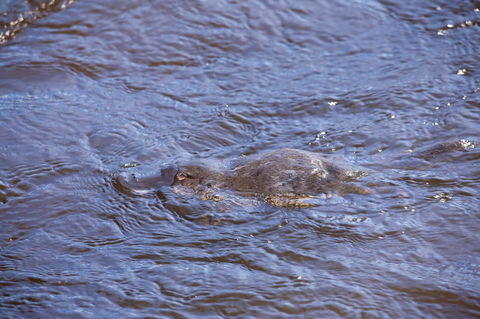 Platypus Playground Riverside Cottage - Click Find 16